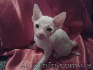 котят Донского свинкса #541497