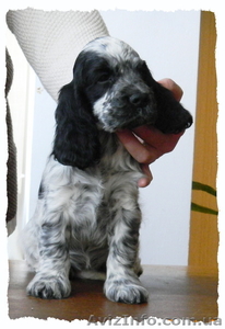 Английский кокер спаниель. Щенки с родословной. #535144