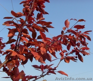  Яблоня Nicoline Co 25 (100-140Pa)  Ландшафтный дизайн, озеленение   #544165