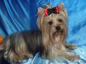  Йоркширский терьер очаровательные малыши #393546