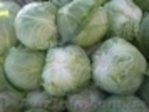 Капуста поздняя  Анкома оптом #529197