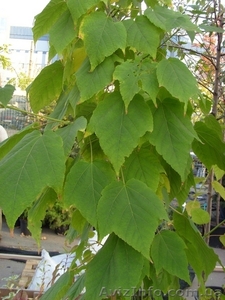 Клен пенсильванский Co 10  Ландшафтный дизайн, озеленение   #558220