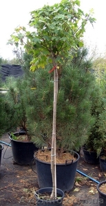 Клен платановидный Globosa Co  25	150-175 Pa  Ландшафтный дизайн, озеле #541809