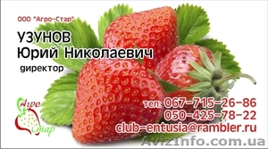 Лук и Капуста от производителя #545424