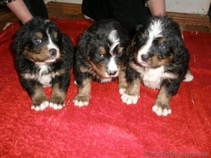 Продаются щенки бернского зенненхунда (бернская овчарка) #536629