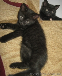 Продам котенка за символическую цену #559584
