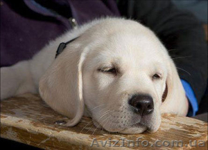 лабрадор ретривер щенки 1 мес палевого окраса #548890