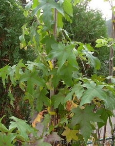 Ликвидамбар	смолоносный Со 10-12 Ландшафтный дизайн, озеленение     #541810