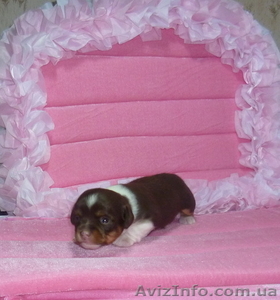  Щенки  Чихуа-хуа «AGNIA GRANDE VICI».  #522306