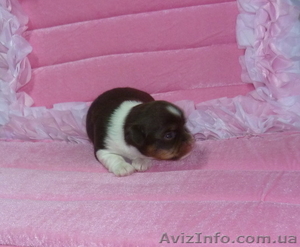  Щенки  Чихуа-хуа Питомник: «AGNIA GRANDE VICI»  #529548