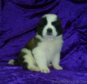  Продаются щенки московской сторожевой от выставочных родителей #541233