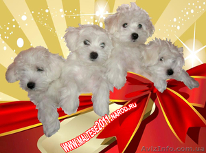 Мальтийская болонка (мальтезе) в Харькове #556268