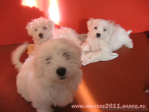 Мальтийская болонка в Харькове #542847