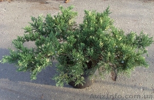 Можжевельник	китайскийExpansa Variegata Ландшафтный дизайн, озе	Co 10   #541815