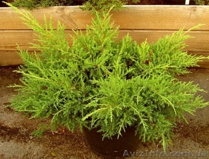 Можжевельник	средний	Gold Star	Cо 10  Ландшафтный дизайн, озеленение   #541819