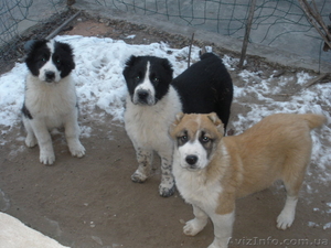 Прдаю щенков среднеазиатской овчарки #532655