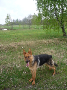 Продам щенков оптом - немецкой овчарки  #553400