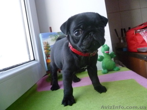 Щенки мопс черного окраса д.р. 08.11.12 #557787