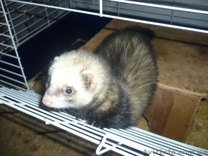 Продам хорьков разных окрасов #560159