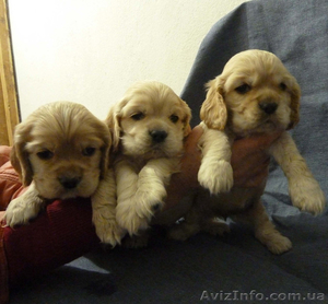 Питомник Слагата предлагает щенков американского кокер спаниеля #546560