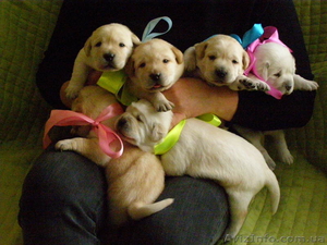 Щенки Лабрадора метро Харьковская ул.Бажана #548880