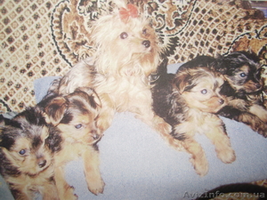 Очаровательные йорки #537095