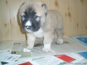 щенков азиата(алабая) #550266