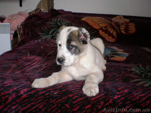 Шикарные щенки Средне-Азиатской Овчарки от титулованных родителей  #549599