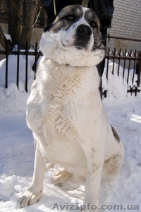 Азиатская овчарка #552056