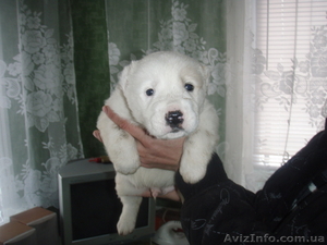 Продам щенков среднеазиатской овчарки (Алабая) #559200