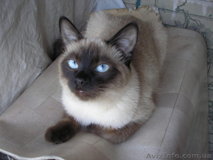 ТАЙСКИЕ КОТЯТА,  продам #540292