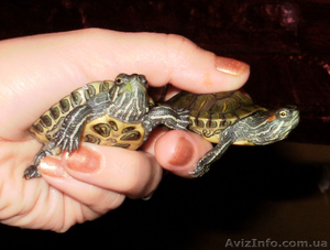 красноухие черепахи #549335