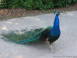 продам павлинов #524240