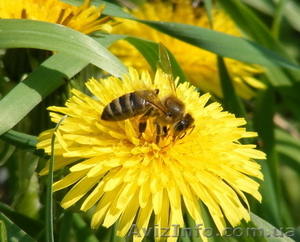 Продам мёд с собственной пасеки #401717