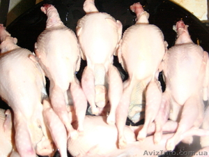 Тушки перепелиные #313810