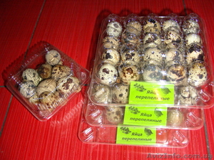 Яйца перепелиные #310461