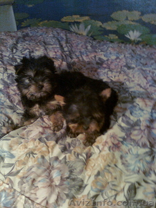 йоркширский терьер!продается супер щенок! #530282