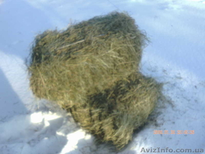 продам сеносолому #549655