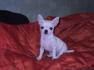 продаются щенки чихуахуа мальчики #529443