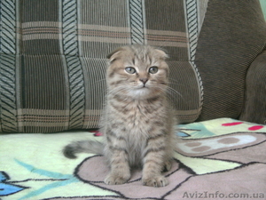 Скотиш фолд, ласковые и игривые) #532648