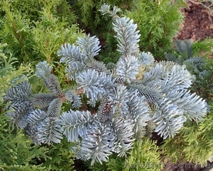  Пихта горная Argentea Со 5  Ландшафтный дизайн, озеленение   #543123