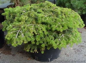  Пихта корейская Cis Co 20  Ландшафтный дизайн, озеленение   #543112