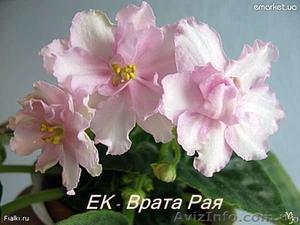 продаю красивые фиалочки #535019