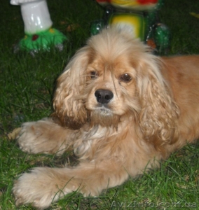 Пропала собака  #553560