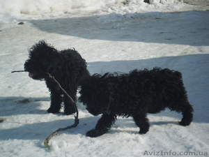 продам кокер-спаниель #555693