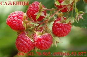 Продам Саженцы малины,  смородины,  яблоки,  клубники #549225