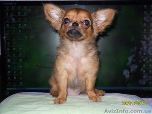 Продается чихуахуа #558404