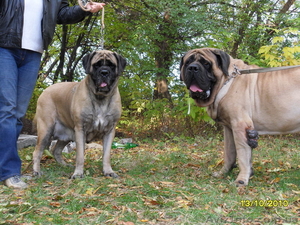Продам английского мастифа #558472
