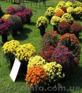 Greensad.elitno Посадочные материалы #543131