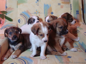 Домашние щенки дворняжки #544846